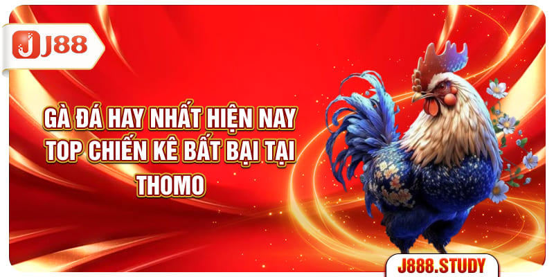 ga-da-hay-nhat-hien-nay-top-chien-ke-bat-bai-tai-thomo